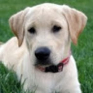 Meet your Posher, Pamela